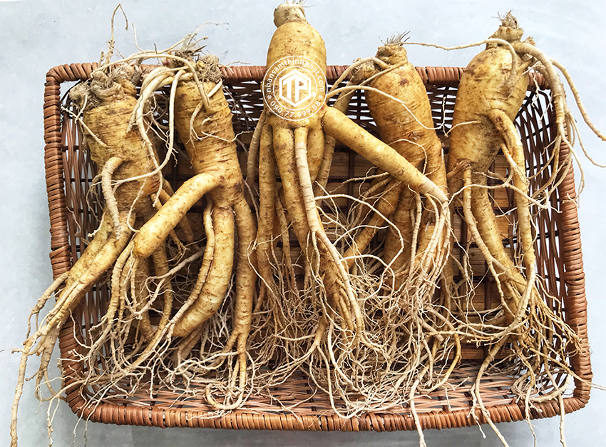 Nhân sâm tươi Hàn Quốc loại 5 củ 1 kg