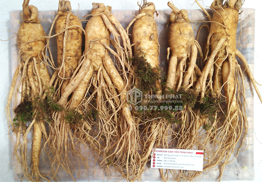 Nhân sâm tươi Hàn Quốc loại 6 củ 1 kg