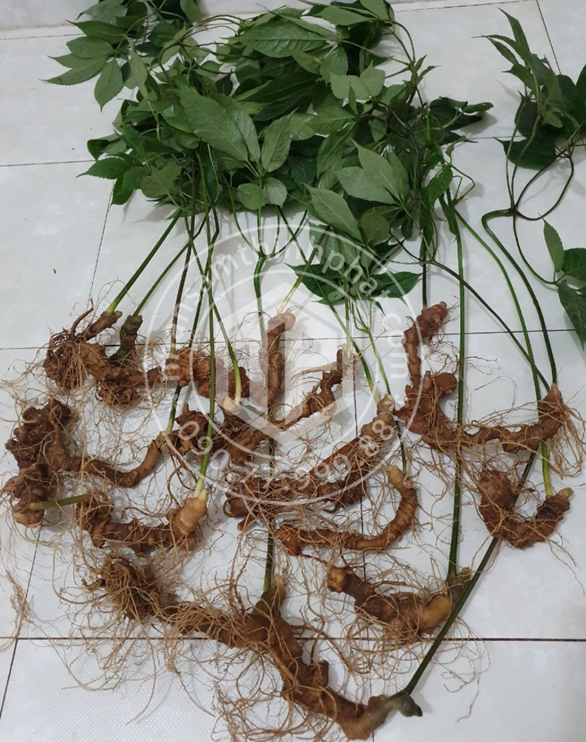 Sâm Ngọc Linh loại 15 củ 1 kg