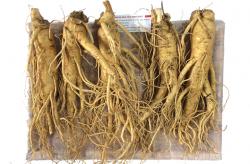 nhan-sam-tuoi-han-quoc-loai-5-cu-1-kg