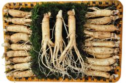 nhan-sam-tuoi-han-quoc-loai-20-40-cu-1-kg