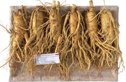 nhan-sam-tuoi-han-quoc-loai-6-cu-1-kg